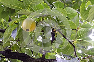 Ripe persimmon fruit on the tree with green leaves in the background, trento in italy