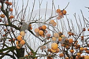 Ripe  persimmon fruits on the tree