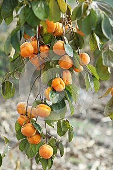 Ripe persimmons hang all over the branches