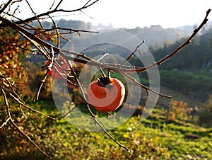 Ripe persimmons hanging from the branches of the tree on a sunny September day photo