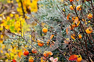 Ripe Persimon in autumn