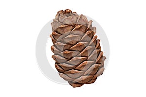 Ripe pine cone isolated on a white background