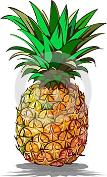 Ripe pineapple fruit. Pineapple isolated on white background, clipping path, full depth of field