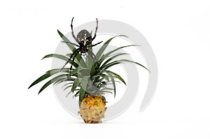 Ripe pineapple plant and a spider isolated on a white background