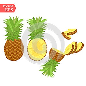 Ripe pineapple with slices isolated on white background. Vector illustration for decorative poster, emblem natural product, farmer