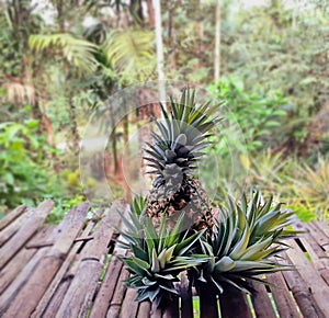 Ripe pineapple and spigot stuck around the result, laid on an old bamboo table