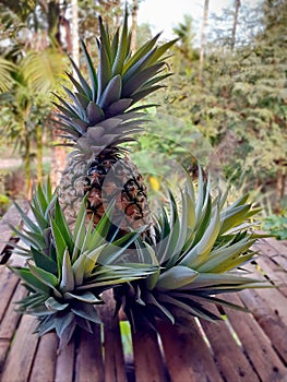 Ripe pineapple and spigot stuck around the result, laid on an old bamboo table