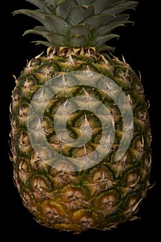 Zralý ananas 