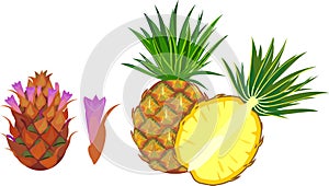 Ripe pineapple, whole and in longitudinal section and flower