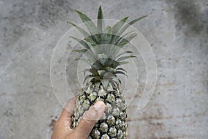 Ripe pineapples in hand. Person holding green whole pineapples on gray background. Copy space