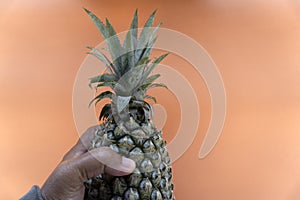 Ripe pineapples in hand. Person holding green whole pineapples on orange background. Copy space