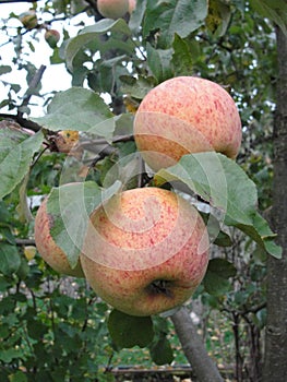 Ripe pink apples on the branches of an apple tree among the green foliage