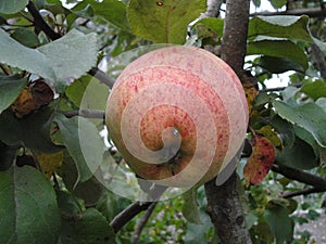 Ripe pink apples on the branches of an apple tree among the green foliage