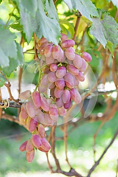 Ripe pink bunch of grapes close-up on the vine in the sun. Background texture