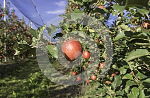 Ripe pink lady apple variety on a apple tree at South Tyrol in Italy. Harvest time. Selective focus