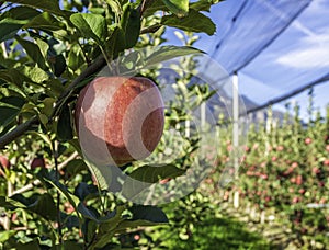 Ripe pink lady apple variety on a apple tree at South Tyrol in Italy. Harvest time