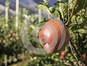 Ripe pink lady apple variety on a apple tree at South Tyrol in Italy. Harvest time