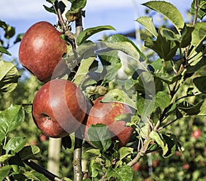 Ripe pink lady apples variety on a apple tree at South Tyrol in Italy. Harvest time