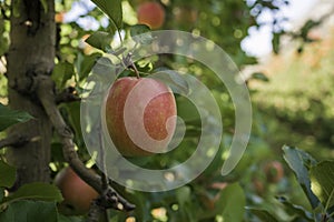 Ripe pink lady apples variety on a apple tree at South Tyrol in Italy. Harvest time in apple country South Tyrol. Selective focus