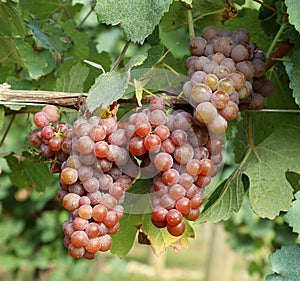 Ripe Pink purplish grape of Pinot Gris hanging on vine photo