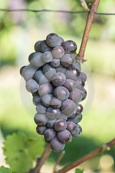 Ripe Pinot Gris Grape In The Vineyard Before Harvest photo