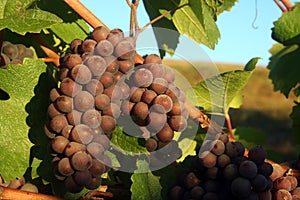 Ripe Pinot Gris Grapes photo