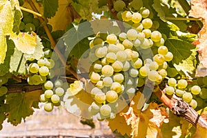 Ripe Pinot Gris grapes hanging on vine in vineyard at harvest time