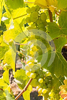 Ripe Pinot Gris grapes hanging on vine in vineyard at harvest time