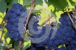 Ripe Pinot Noir Grapes