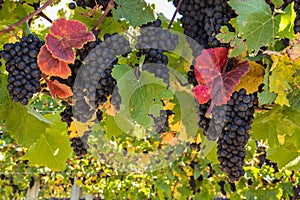 ripe Pinot Noir grapes on vine in vineyard at harvest time with blurred background and copy space