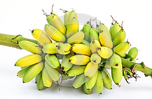 Ripe Pisang Mas banana or Musa :Kluai Khai, famous small golden