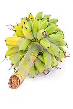 Ripe Pisang Mas banana or Musa :Kluai Khai, famous small golden