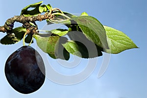 Ripe plum on branch