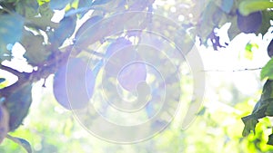 Ripe plum fruit on a branch in orchard on a bright summer day with sun light flare.