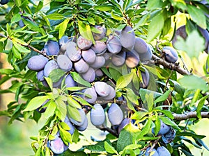 Ripe plum fruit (Prunus domestica) on branch of tree. Fresh bunch of natural fruits.