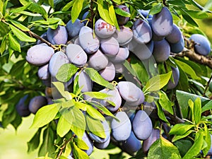 Ripe plum fruit (Prunus domestica) on branch of tree. Fresh bunch of natural fruits growing in homemade garden. photo