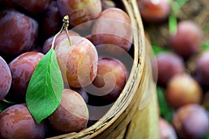 Ripe plum with green leaf lying in the basket full of ripe plums