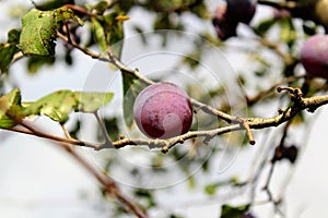 Ripe plum stuck in the branches of a tree