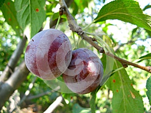 Ripe plums