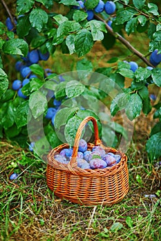 Ripe plums in the basket on the green grass