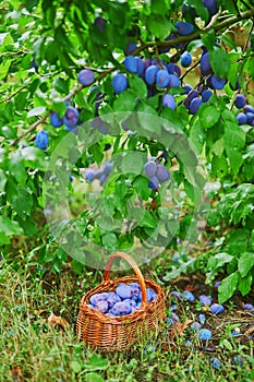 Ripe plums in the basket on the green grass