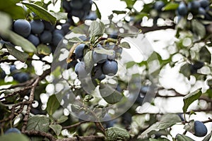 Ripe plums on a branch