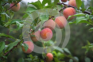 Ripe plums on the branch