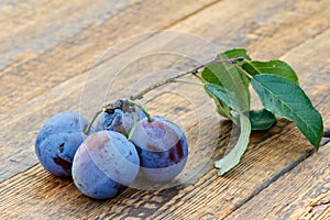 Ripe plums with brench and leaves on old wooden boards