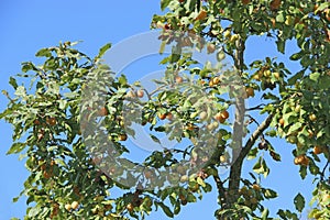 Ripe plums fruits on branches of tree. Fruits growing on plumtree in garden