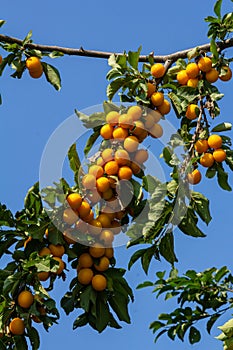 Ripe plums on green branches in the garden. A few fresh juicy round red plum berries with leaves on a tree branch under the soft