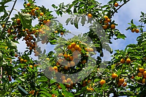 Ripe plums on green branches in the garden. A few fresh juicy round red plum berries with leaves on a tree branch under the soft