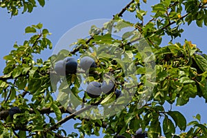 Ripe plums on green branches in the garden. A few fresh juicy round red plum berries with leaves on a tree branch under the soft