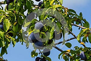 Ripe plums on green branches in the garden. A few fresh juicy round red plum berries with leaves on a tree branch under the soft