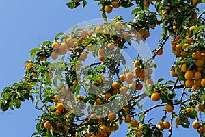 Ripe plums on green branches in the garden. A few fresh juicy round red plum berries with leaves on a tree branch under the soft